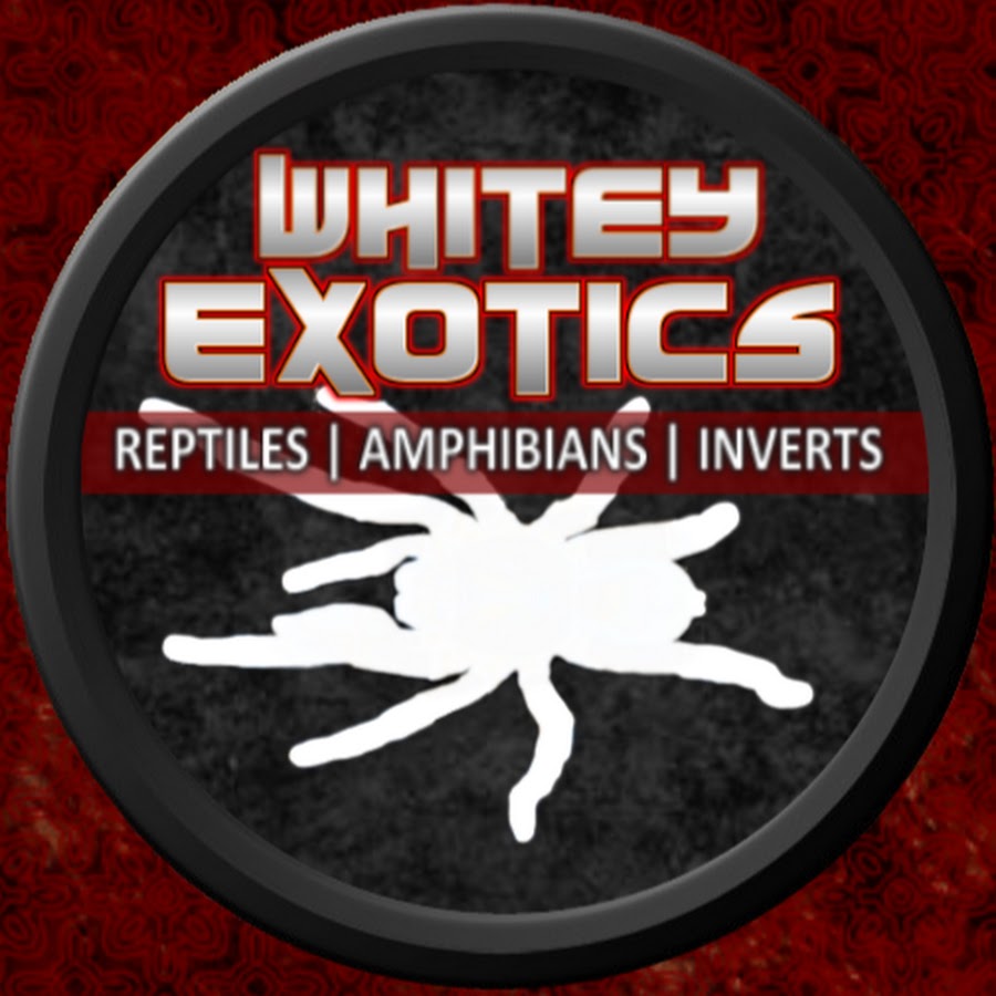 Whitey Exotics यूट्यूब चैनल अवतार