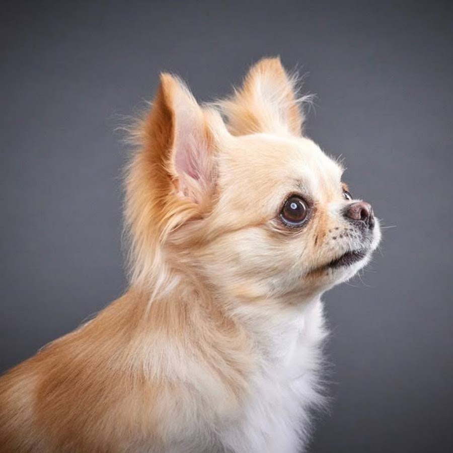 Miruku Channel Youtube