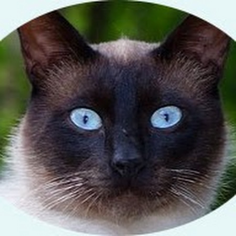Clever Cat YouTube channel avatar