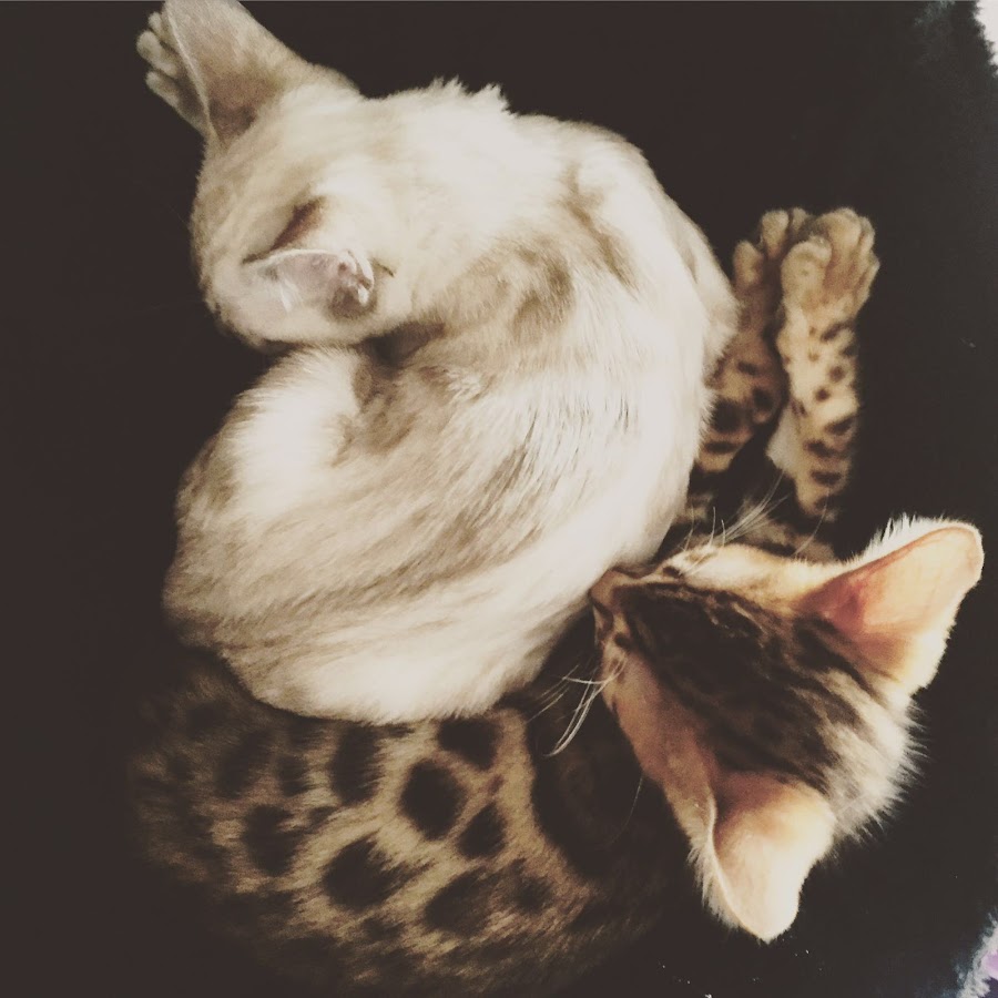 Bengal Cats Mia & Louis
