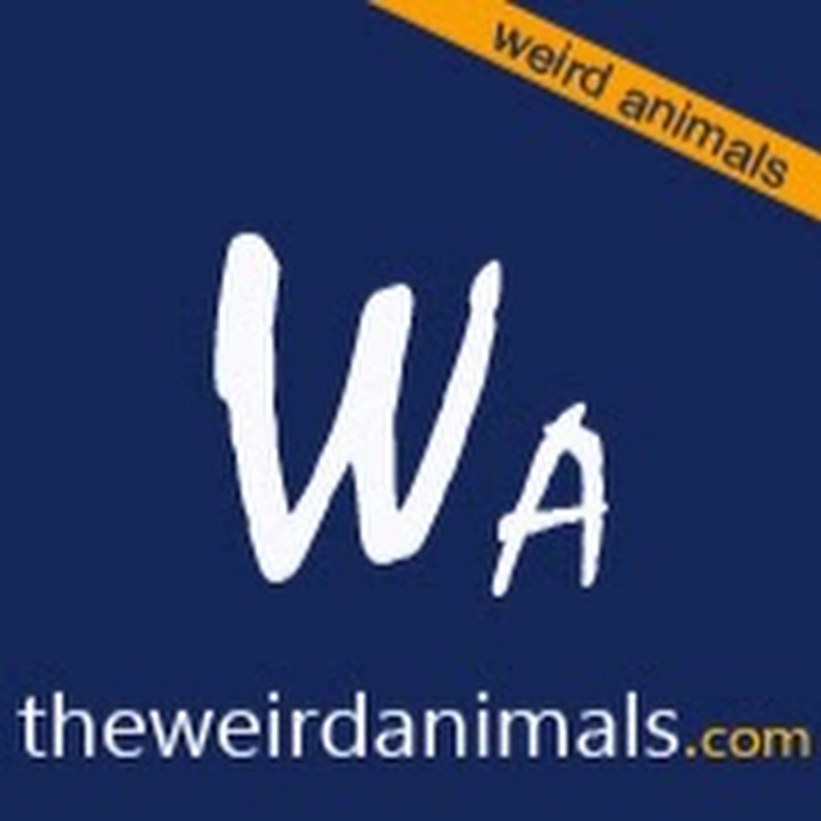 theweirdanimals Аватар канала YouTube