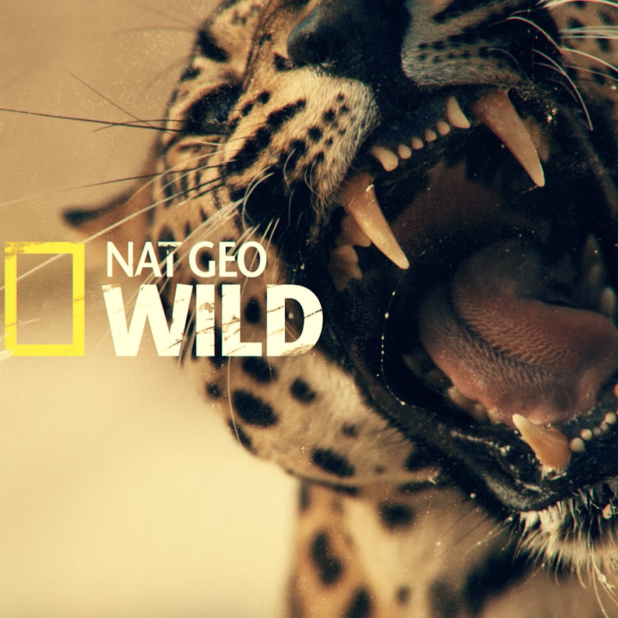 Nat Geo Wild HD यूट्यूब चैनल अवतार