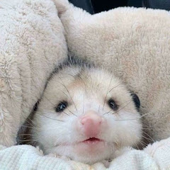 Rats Appreciation