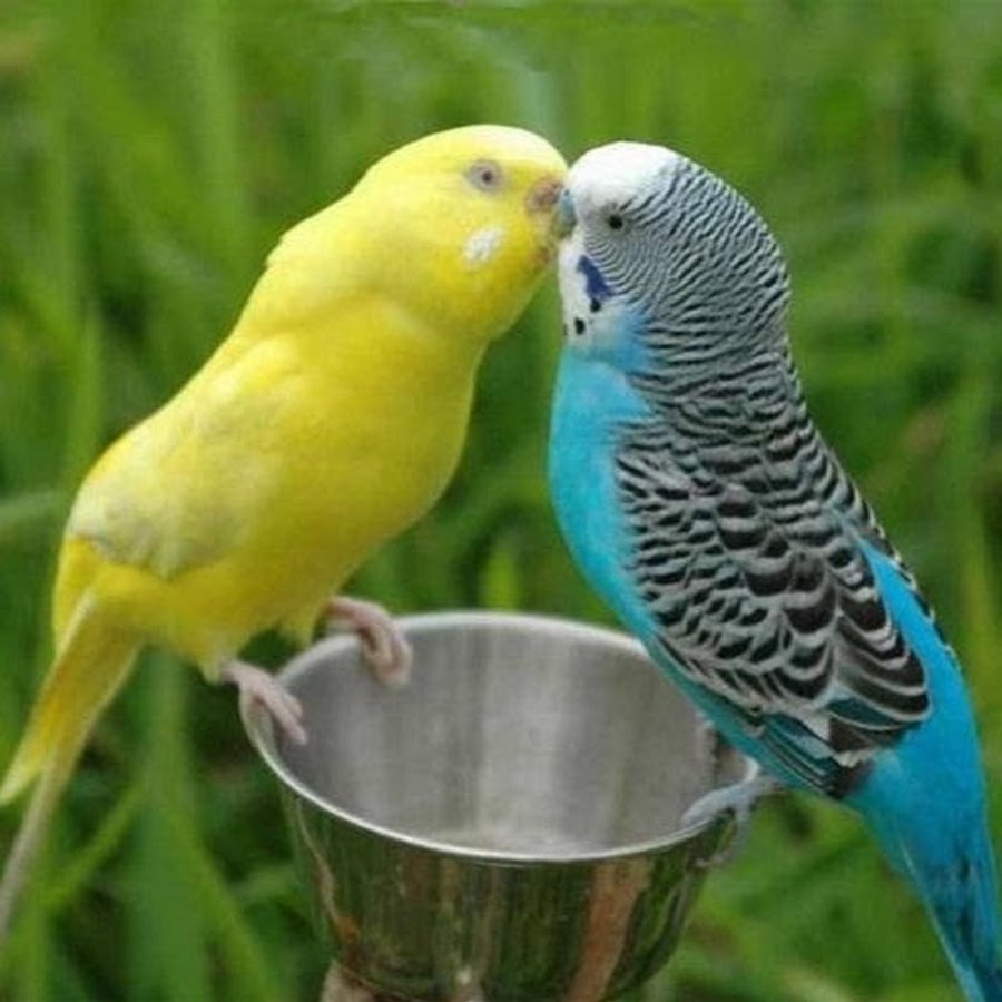 Birds Lovers
