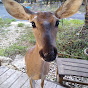 Whitetail Deer YouTube Profile Photo