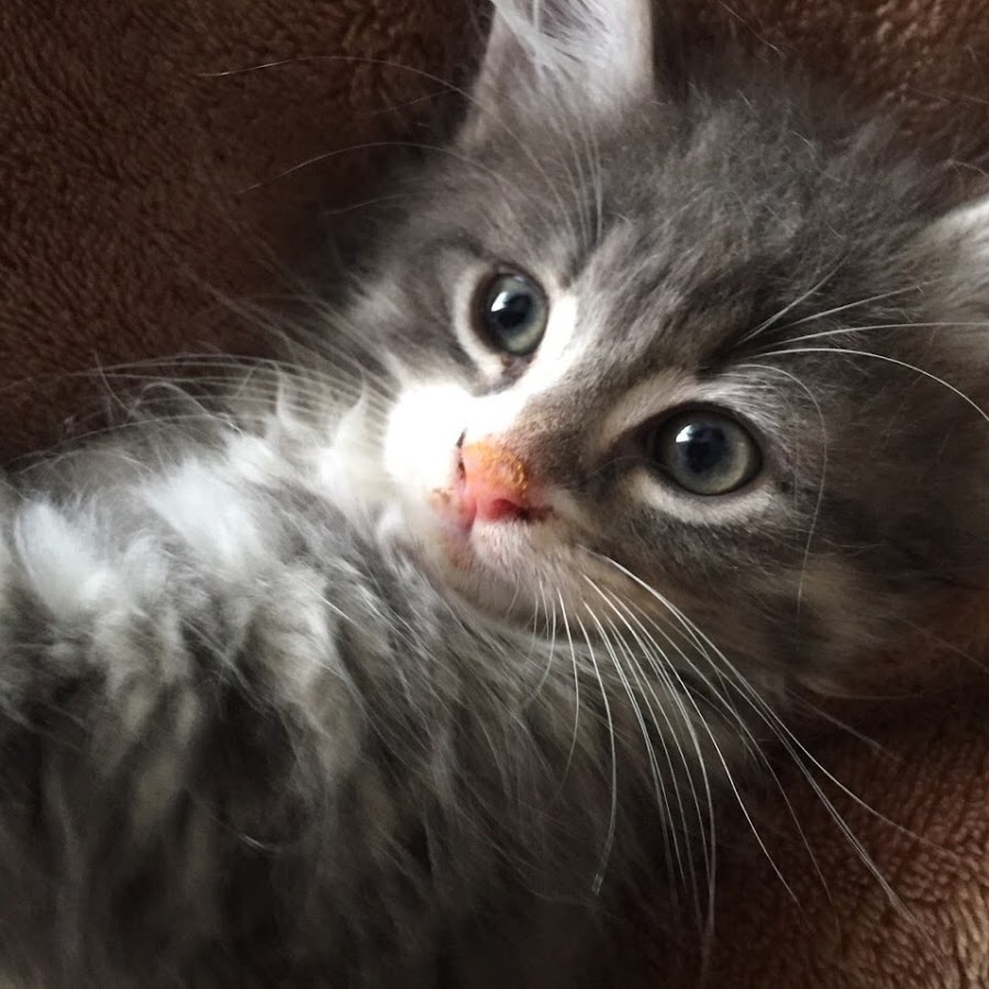 靴下を履くネコアオとウメ Youtube