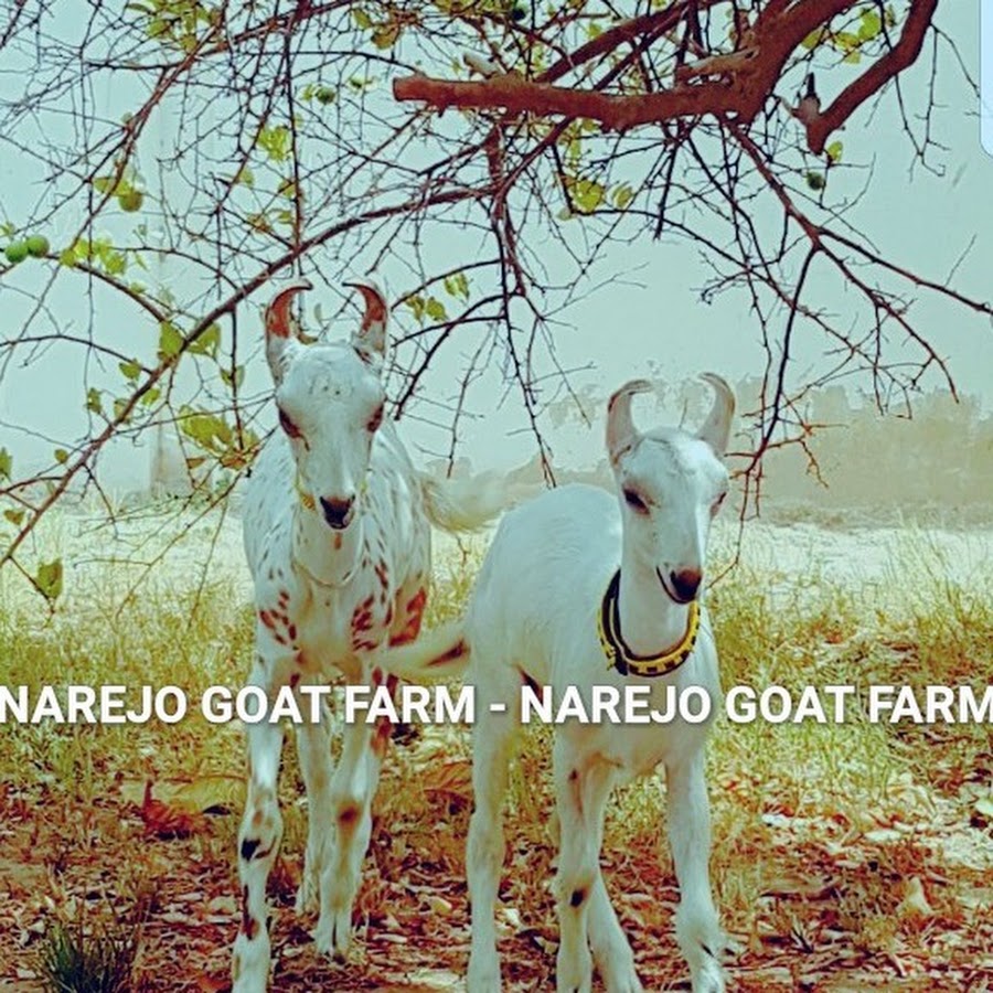 Narejo Goat Farm Avatar de canal de YouTube