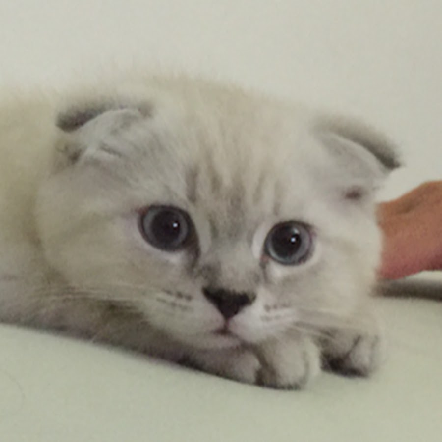 Cute Scottish Fold Cat YouTube 频道头像