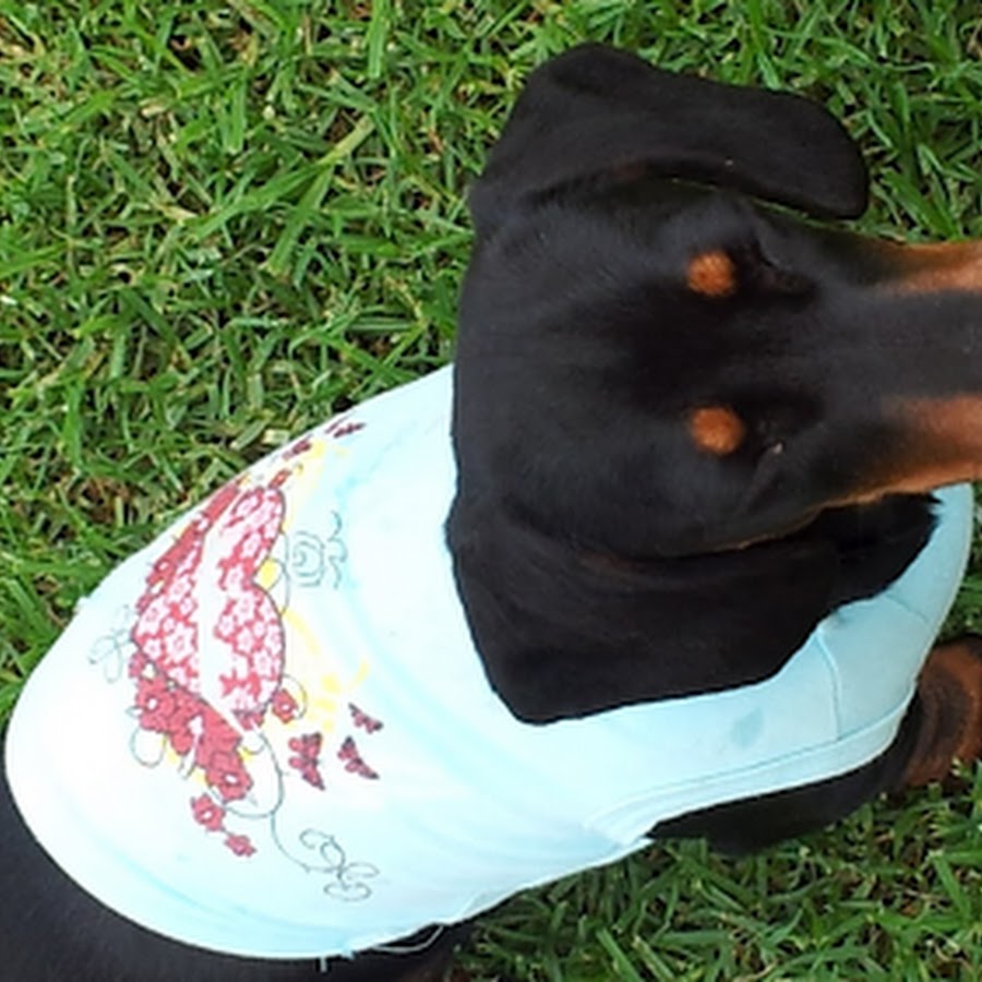 Sydney Dachshunds YouTube-Kanal-Avatar