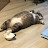 배부른고양이