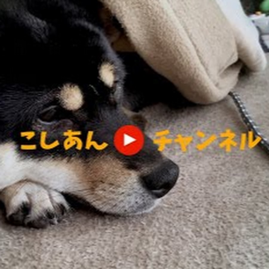 é»’æŸ´ ã“ã—ã‚ã‚“ shibainu KOSHIAN رمز قناة اليوتيوب