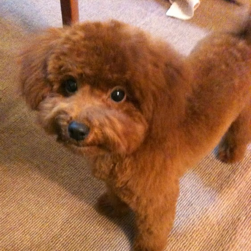 KABU PAPA - 網紅的藏寶箱 