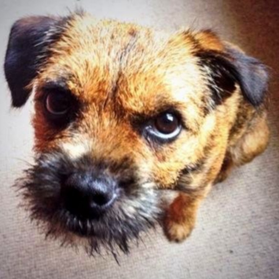 Maggie The Border Terrier
