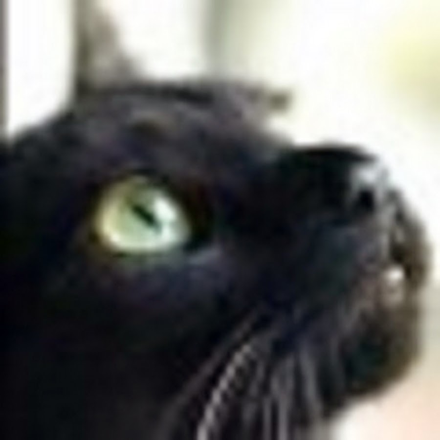 catcaverna YouTube channel avatar