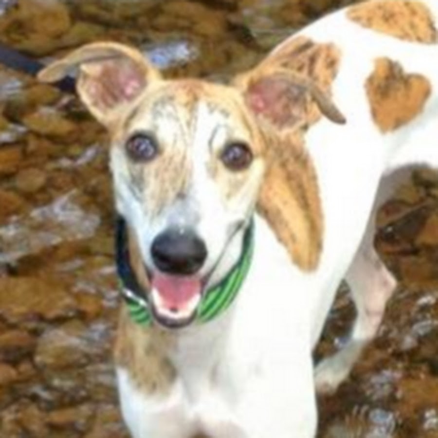 Whippet George YouTube channel avatar