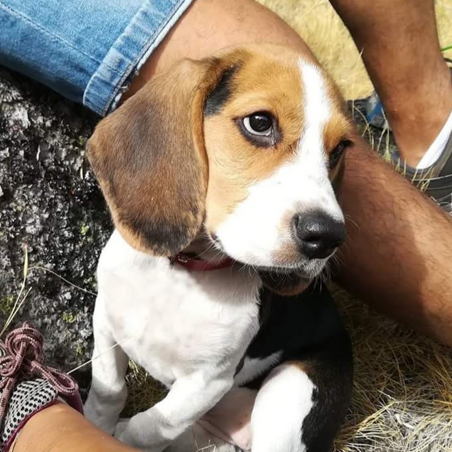 Pipas The Beagle