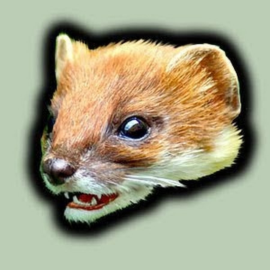 S. Weasel Avatar de canal de YouTube