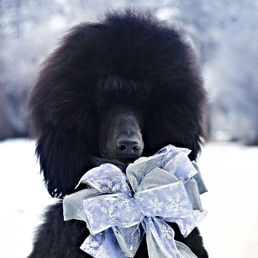 Sir Robert The Standard Poodle Avatar canale YouTube 