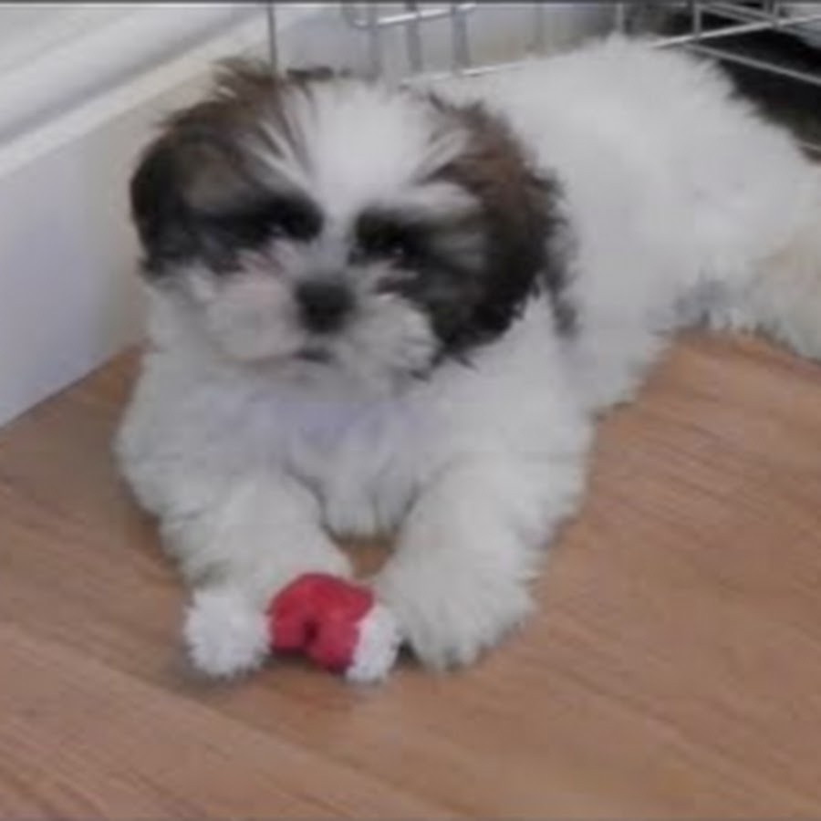 Louis The Shih Tzu YouTube channel avatar