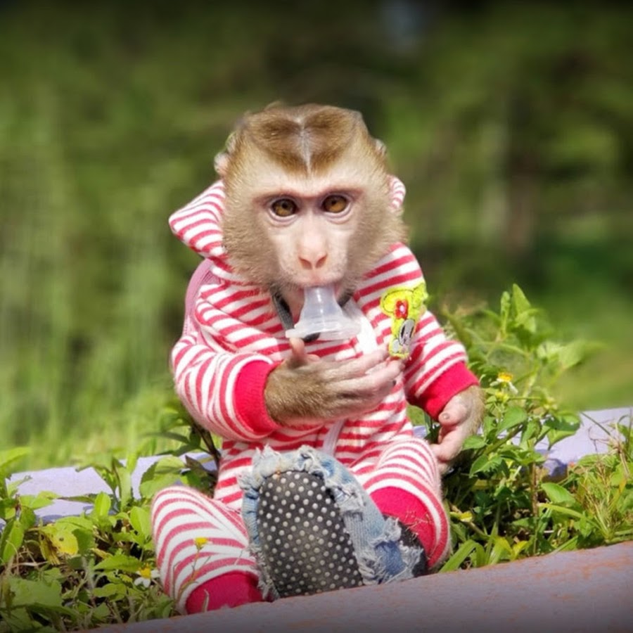 Monkey Baby Nui Avatar de chaîne YouTube