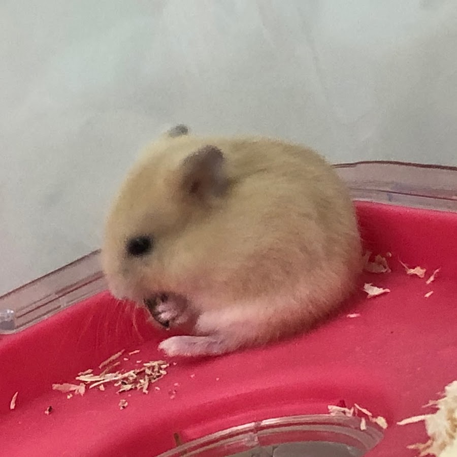 おこまんち Youtube