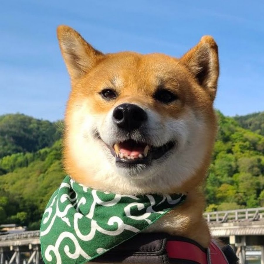 嵐山の柴犬ジェームス Youtube