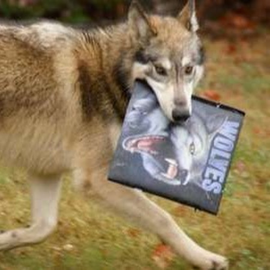 HungryWolf Reads