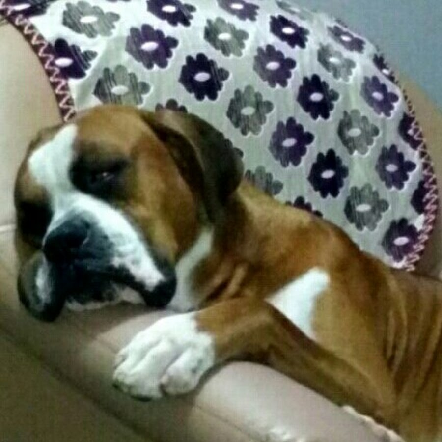 Bruno boxer YouTube channel avatar