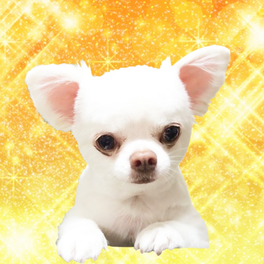 Akumade Chihuahua