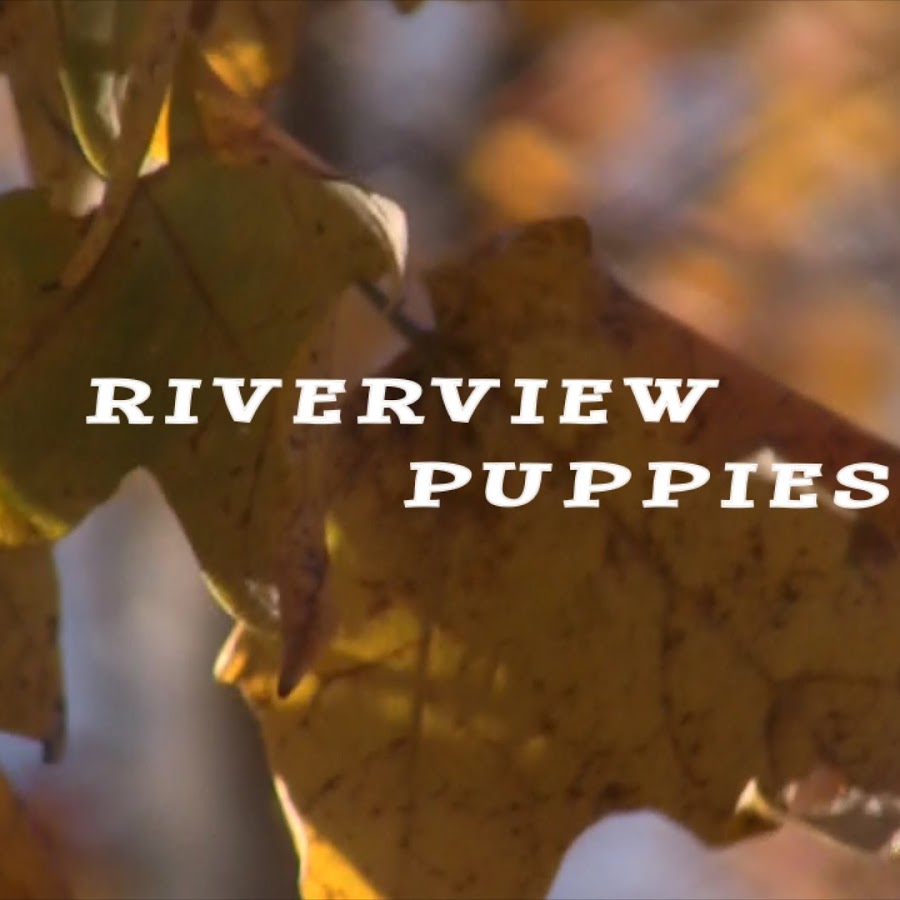RiverviewPuppies YouTube channel avatar