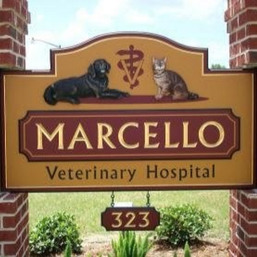 Marcello Veterinary Hospital ইউটিউব চ্যানেল অ্যাভাটার
