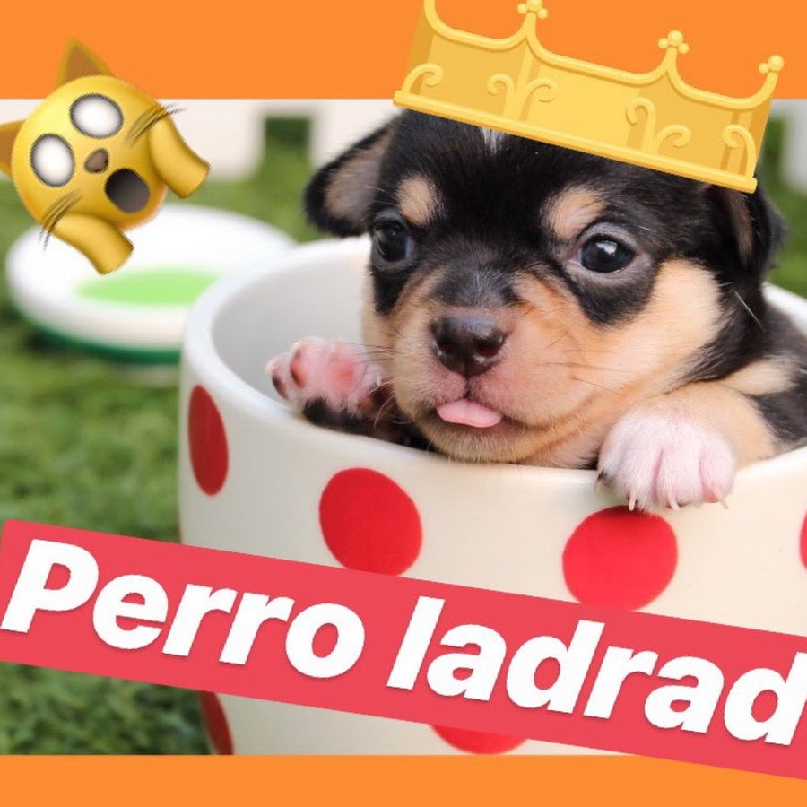 Perro LADRADOR YouTube channel avatar