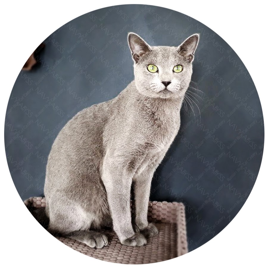 Russian Blue Cats in Amsterdam. NAVY ABYSS Cattery YouTube-Kanal-Avatar