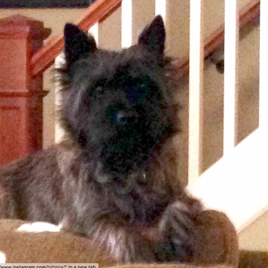 Derby the Cairn Terrier