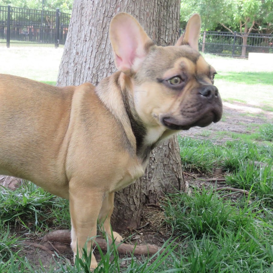 Luke Cage The Frenchie