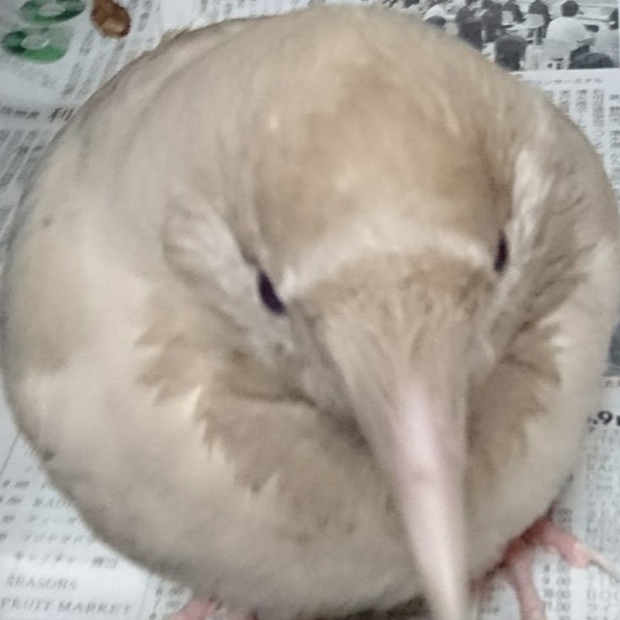 白いカラスちゃんねる Youtube