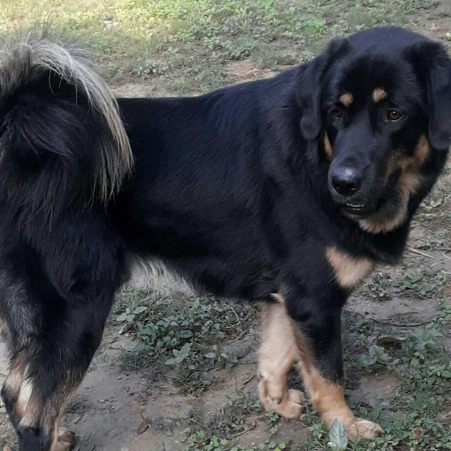 Gaddi and Bhutia Dogs