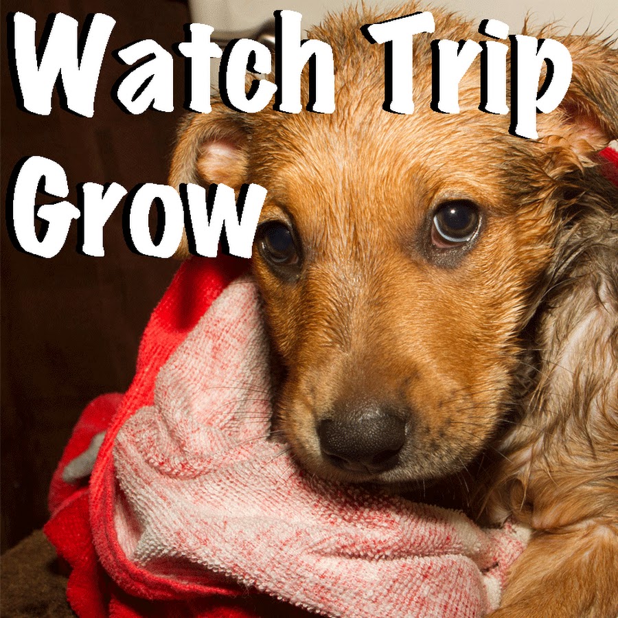 WatchTripGrow YouTube channel avatar