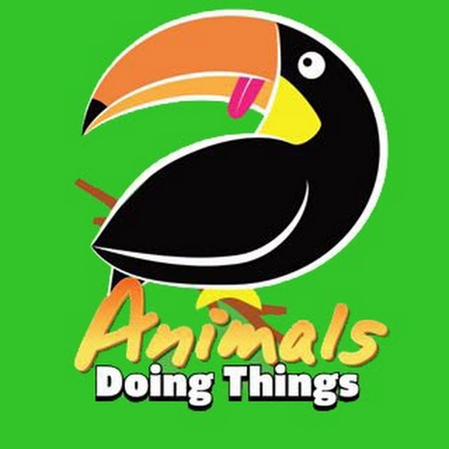 Animals Doing Things Awatar kanału YouTube