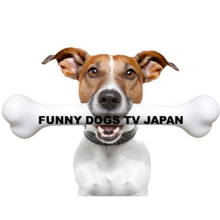 Funny Dogs TV Japan Avatar del canal de YouTube