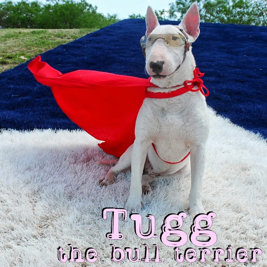 Tugg the Bull Terrier YouTube channel avatar