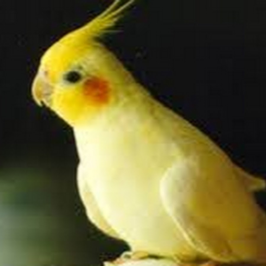 Lodhi Birds YouTube kanalı avatarı