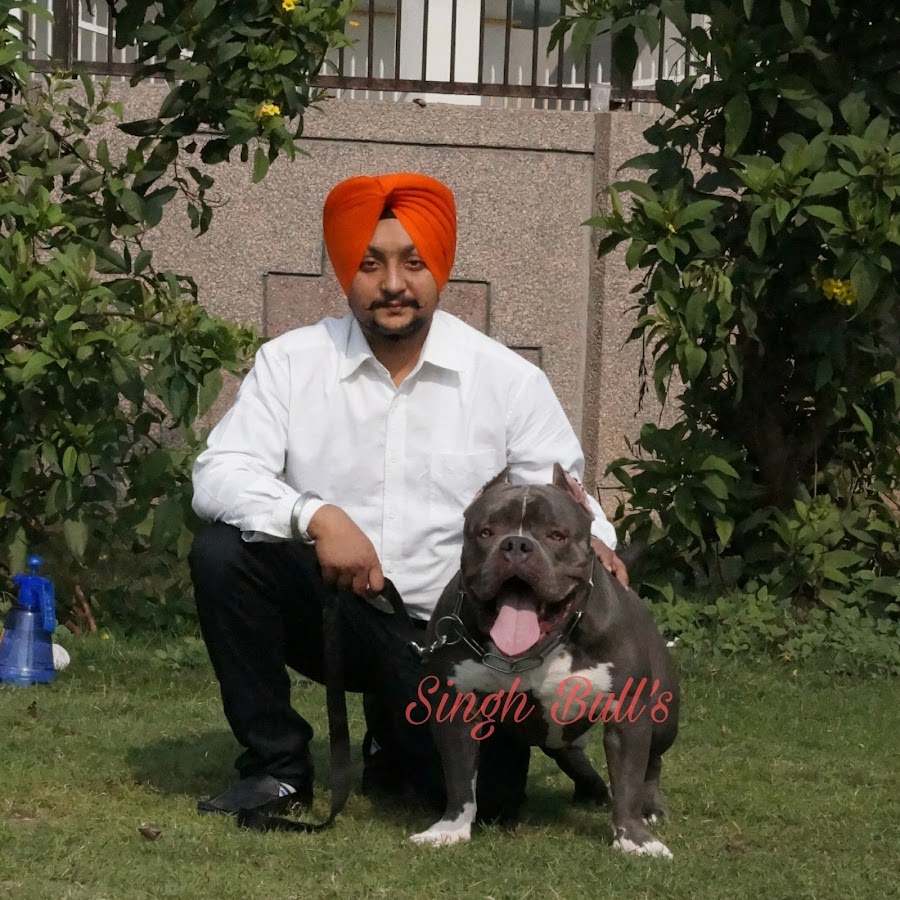 Singh bull's Delhi INDIA American bully pitbull YouTube channel avatar