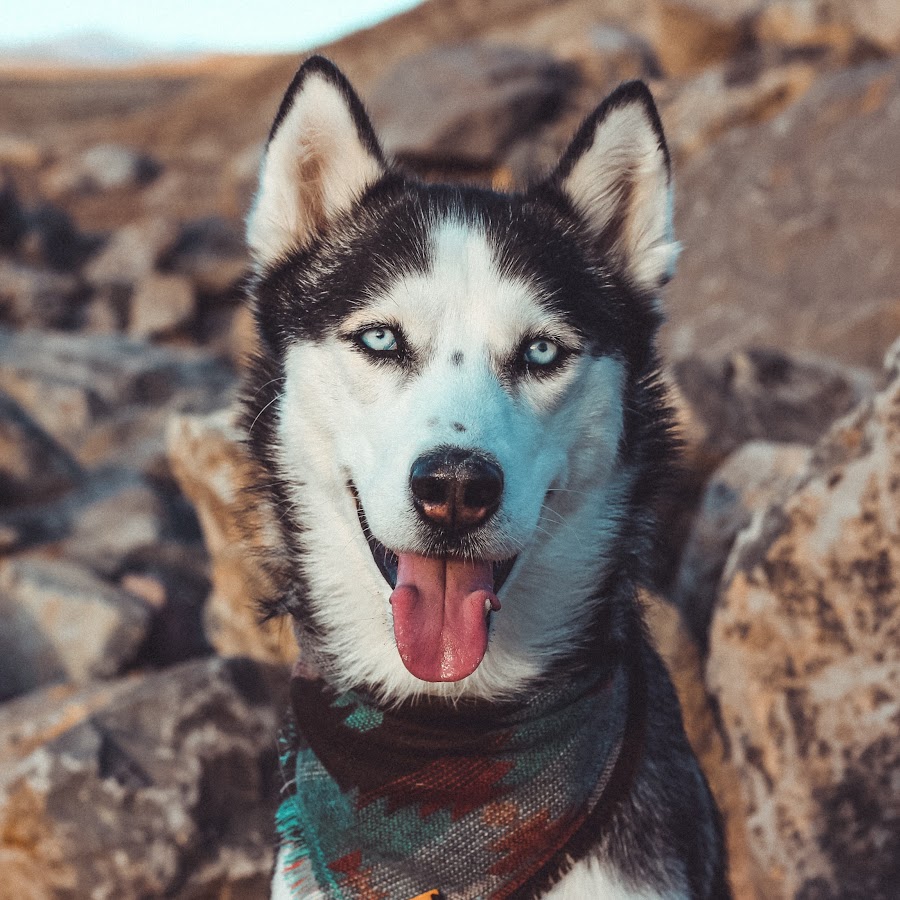 My Mountain Husky