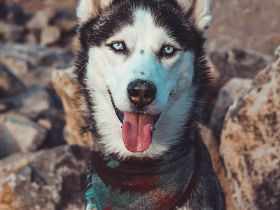 [10000 téléchargés √] image husky 256885-Image husky dog