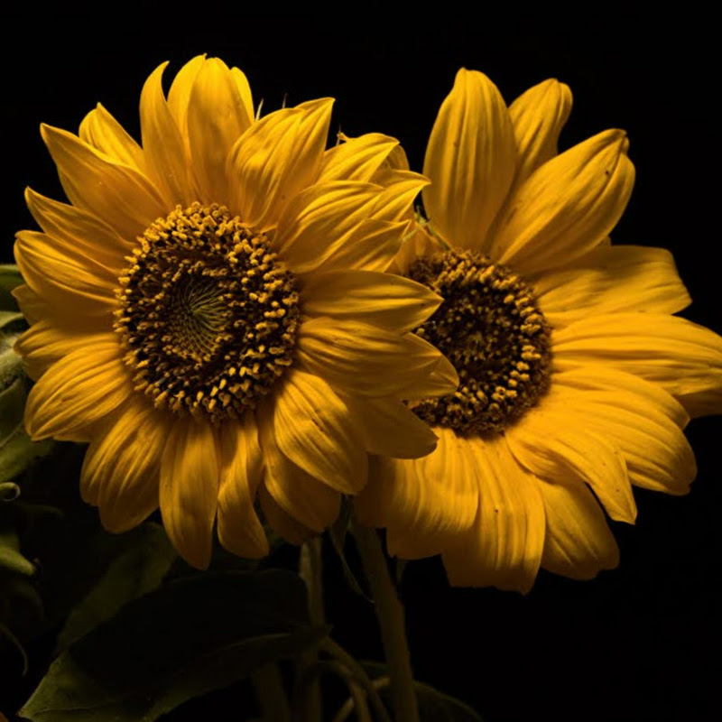 Najihah Zahir - 網紅的藏寶箱 