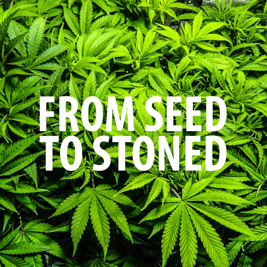 From Seed to Stoned