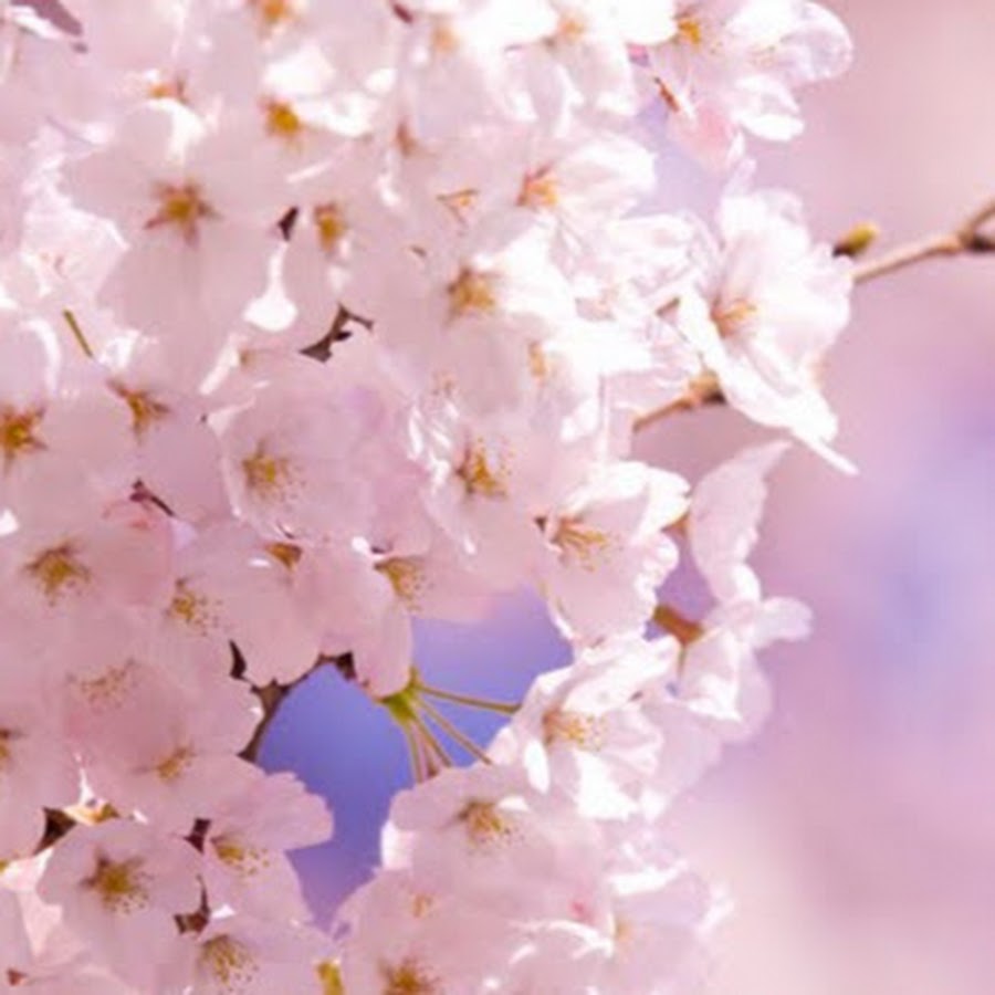 東京千鳥ヶ淵ライブカメラ Youtube