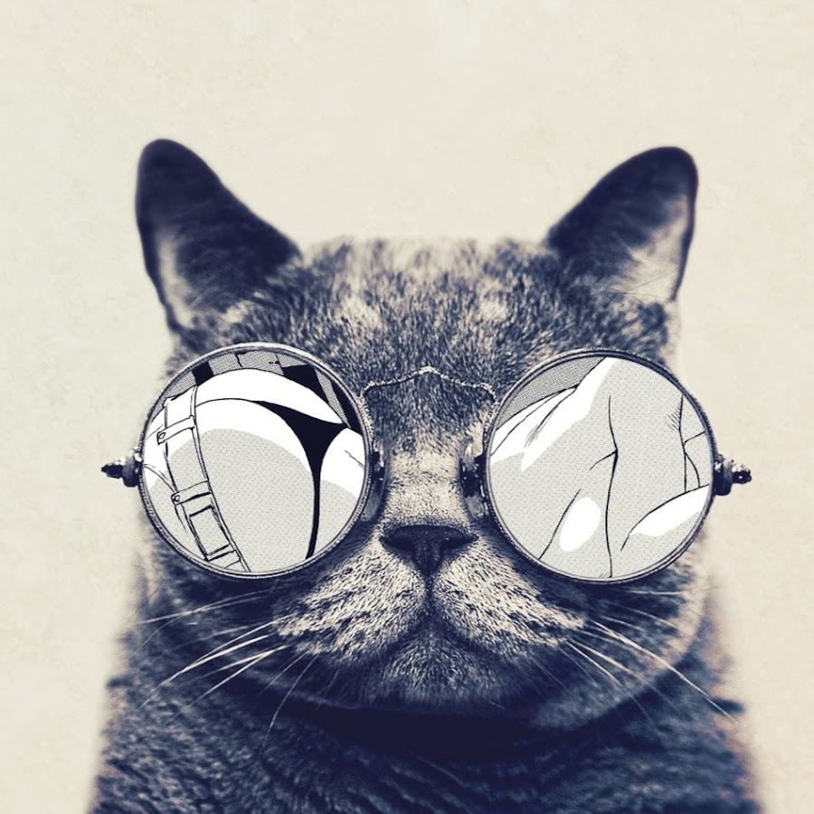 drama cat YouTube channel avatar