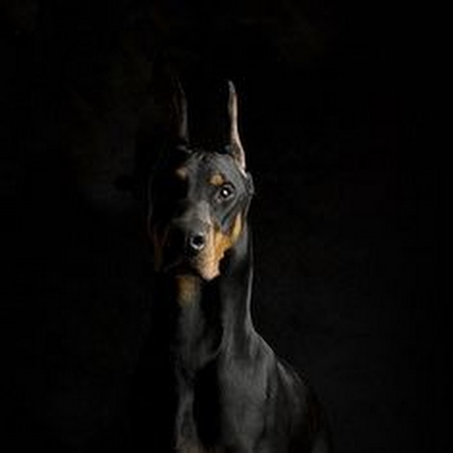 Dobermanka Wilczyca Avatar del canal de YouTube